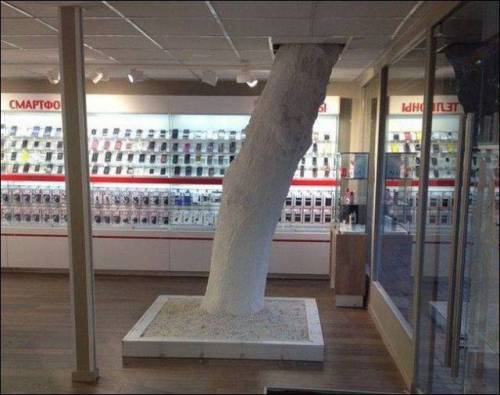 we forgot to trim bonsai tree